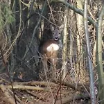 Schwarzatalblick In Ortsteil Boehlscheiben Tatil Evi Bad Blankenburg