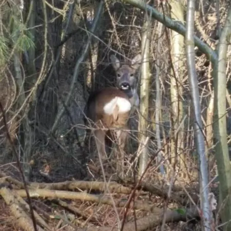 Schwarzatalblick In Ortsteil Boehlscheiben Feriehus Bad Blankenburg